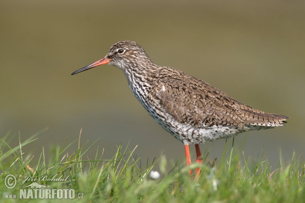 Redshank (Tringa totanus)