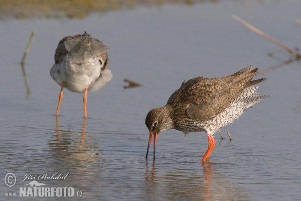 Redshank (Tringa totanus)