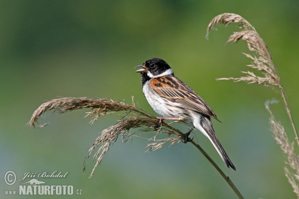 Reed Bunting (Emberiza schoeniclus)