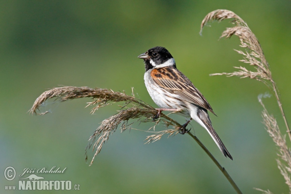 Reed Bunting (Emberiza schoeniclus)