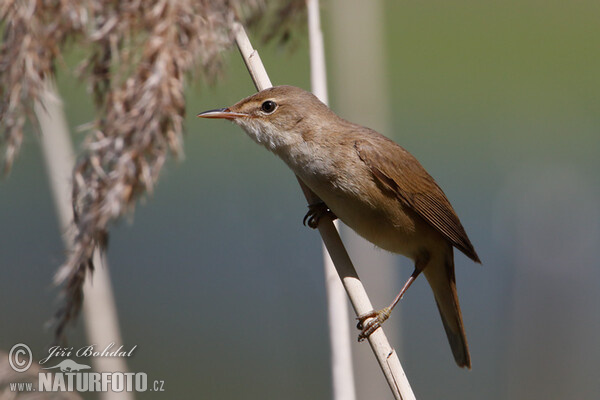 Reed Warbler (Acrocephalus scirpaceus)