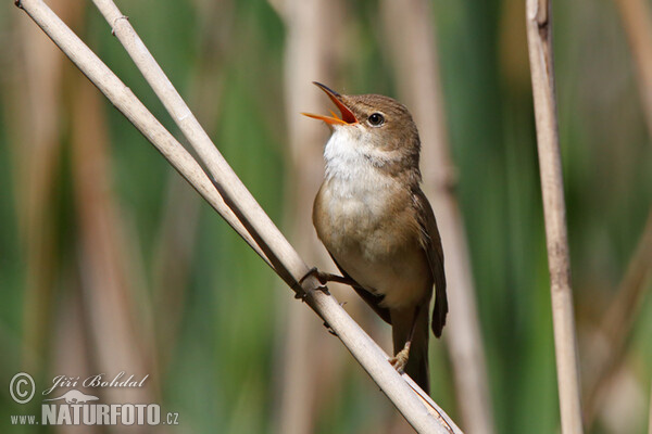 Reed Warbler (Acrocephalus scirpaceus)