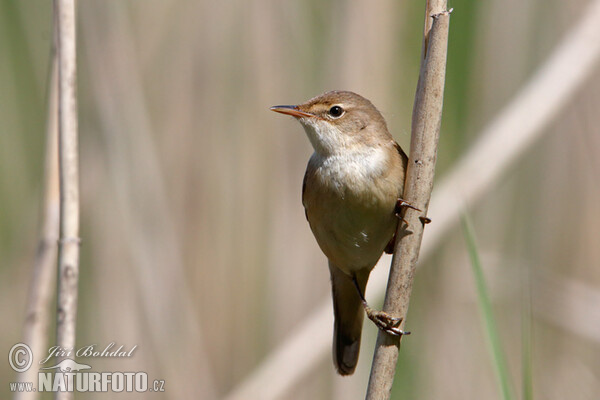 Reed Warbler (Acrocephalus scirpaceus)