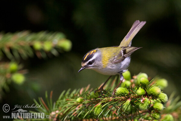 Regulus ignicapilla