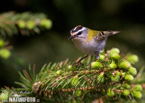 Regulus ignicapillus