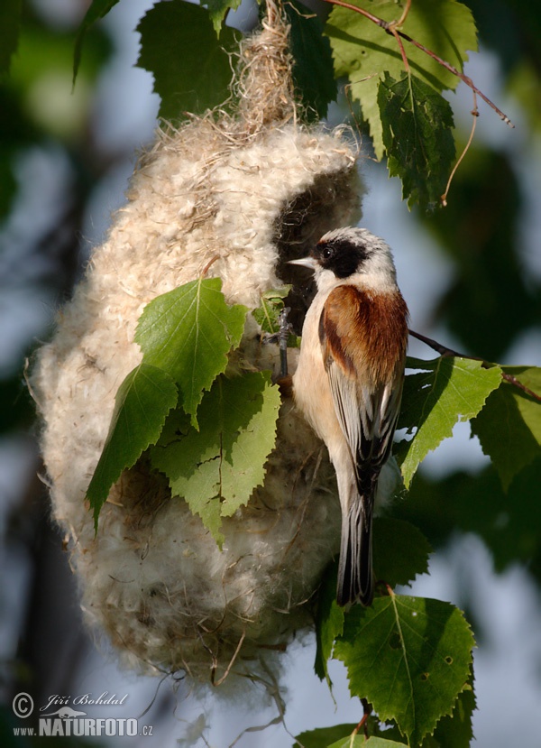 Rémiz penduline