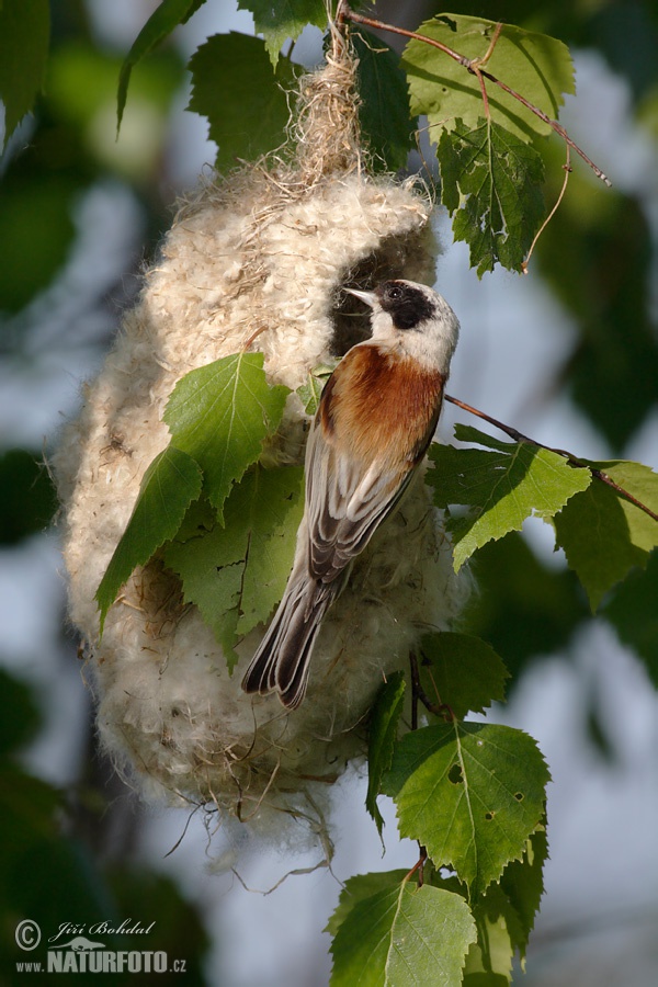 Rémiz penduline