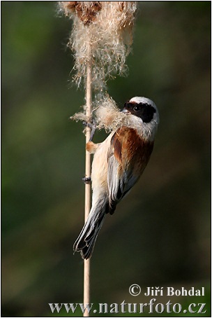 Rémiz penduline