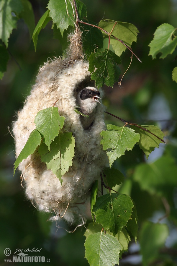 Rémiz penduline