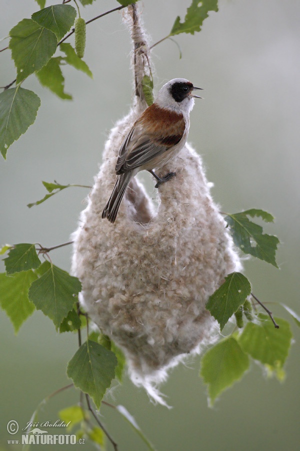 Rémiz penduline