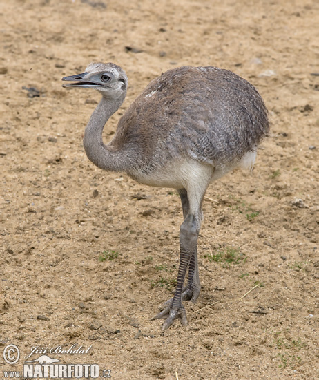 Rhea americana