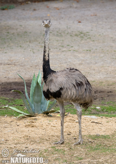 Rhea americana