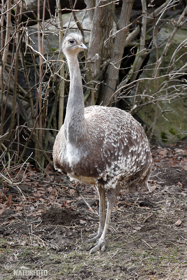 Rhea pennata