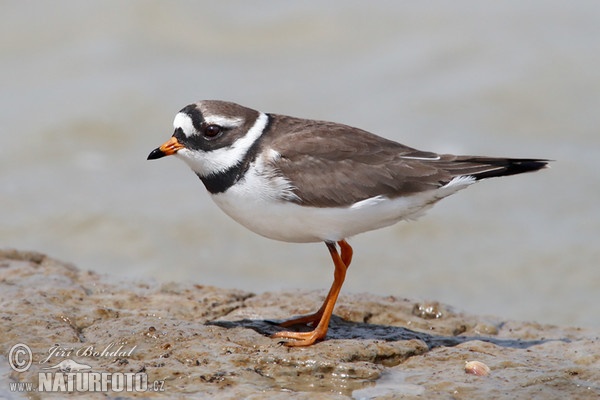 Ringed Plover (Charadrius hiaticula)