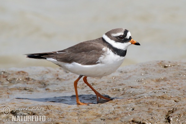 Ringed Plover (Charadrius hiaticula)