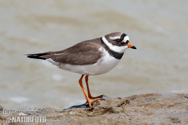 Ringed Plover (Charadrius hiaticula)