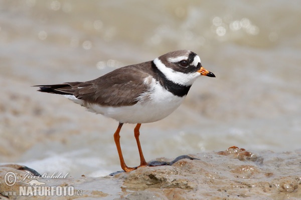 Ringed Plover (Charadrius hiaticula)