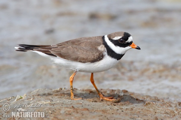 Ringed Plover (Charadrius hiaticula)