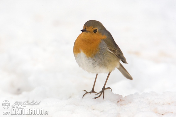 Robin (Erithacus rubecula)