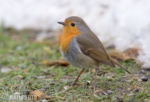 Robin (Erithacus rubecula)