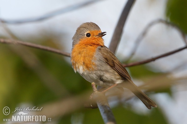 Robin (Erithacus rubecula)