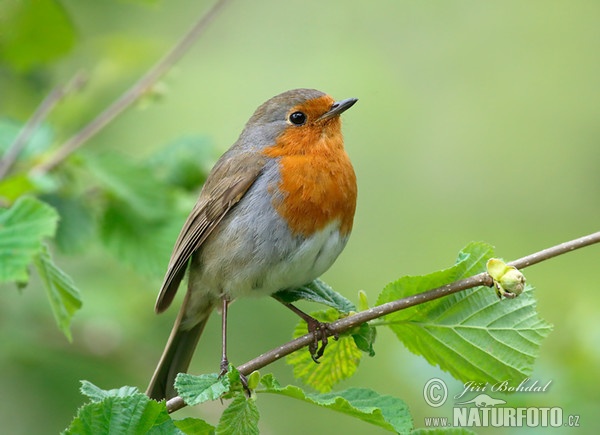 Robin (Erithacus rubecula)