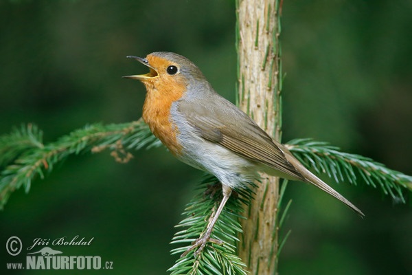 Robin (Erithacus rubecula)