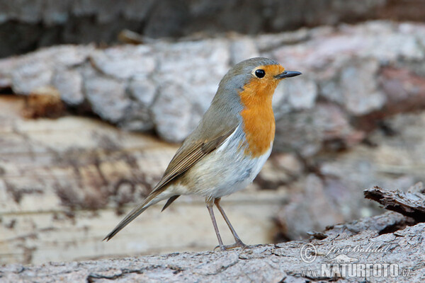 Robin (Erithacus rubecula)