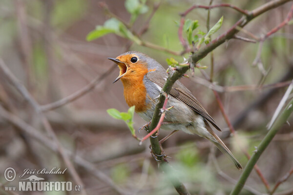 Robin (Erithacus rubecula)