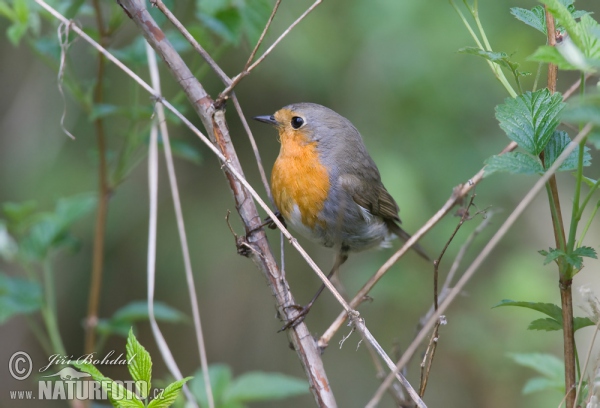 Robin (Erithacus rubecula)