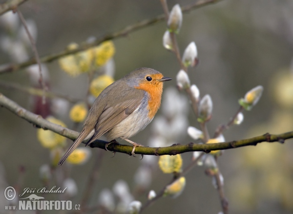 Robin (Erithacus rubecula)