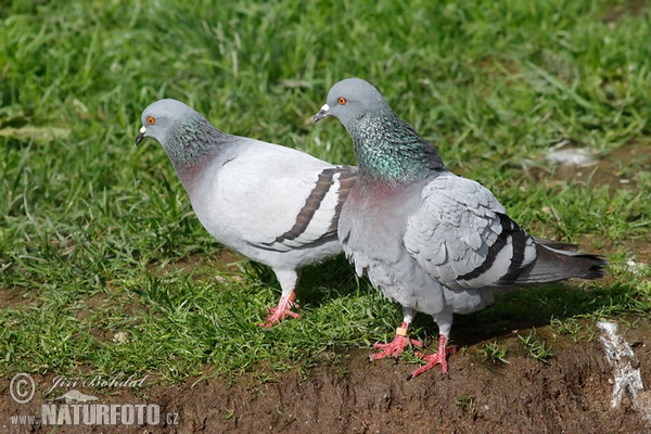 Rock Dove (Columba livia)