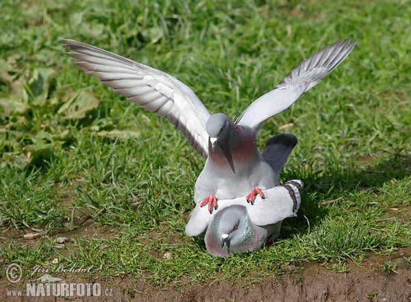 Rock Dove (Columba livia)