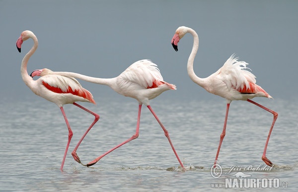 Rode flamingo
