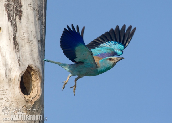 Roller (Coracias garrulus)