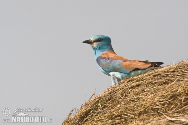 Roller (Coracias garrulus)