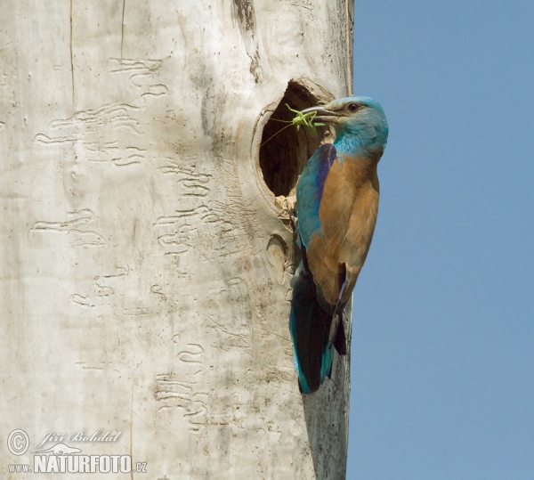 Roller (Coracias garrulus)