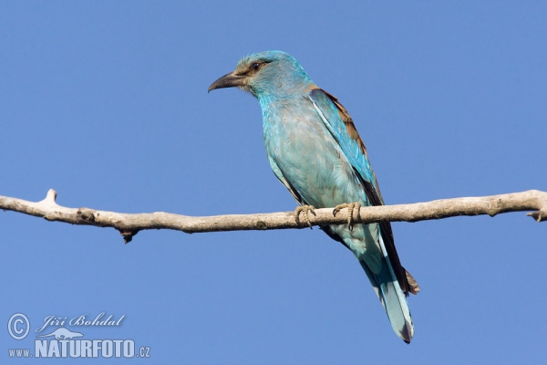 Roller (Coracias garrulus)