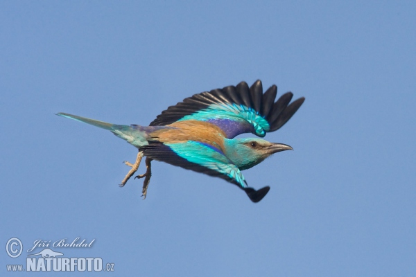 Roller (Coracias garrulus)