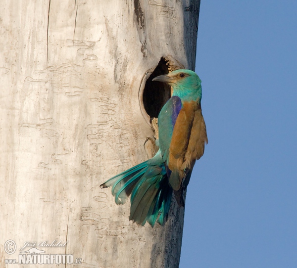 Roller (Coracias garrulus)