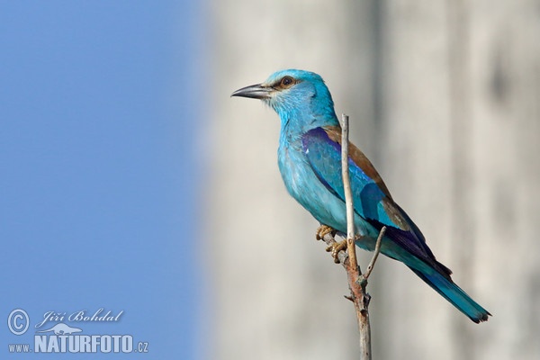 Roller (Coracias garrulus)