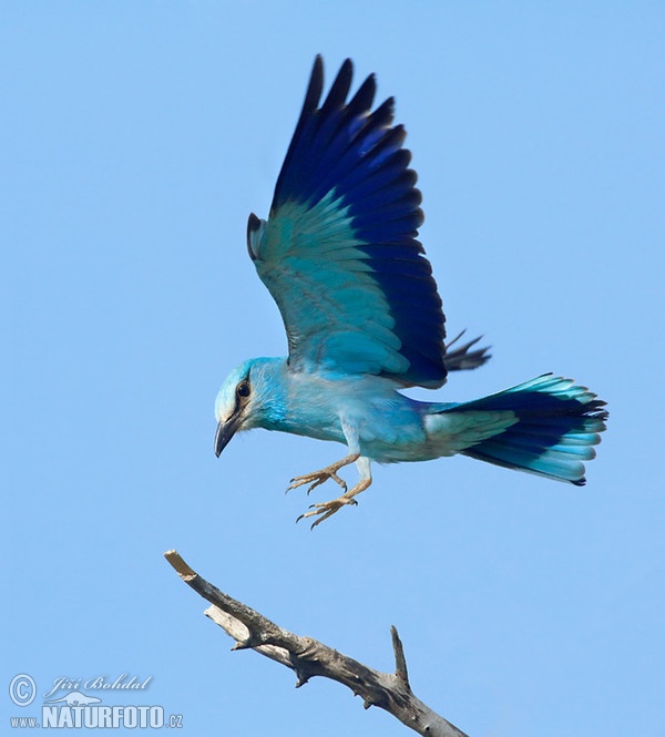 Roller (Coracias garrulus)