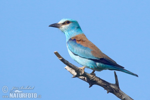 Roller (Coracias garrulus)