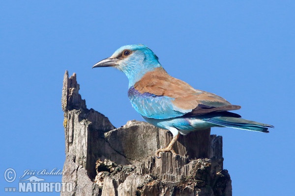 Roller (Coracias garrulus)