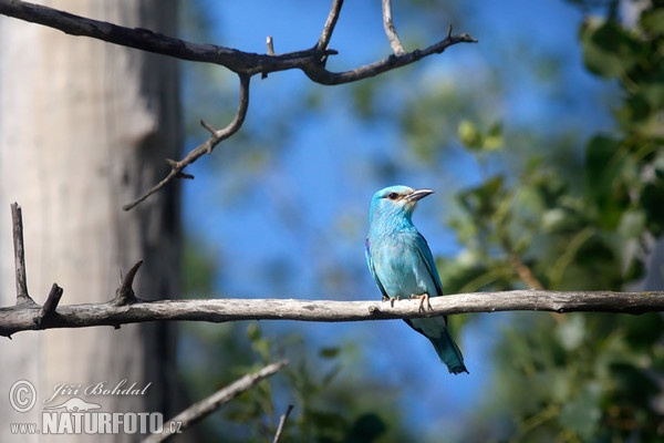 Roller (Coracias garrulus)