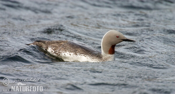 Roodkeelduiker