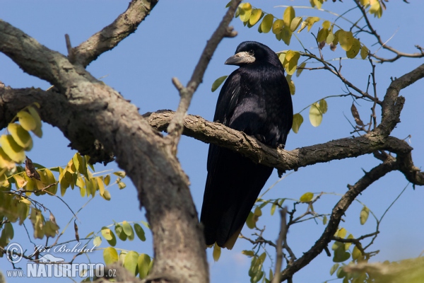 Rook (Corvus frugilegus)