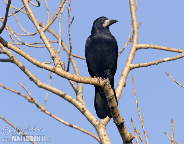 Rook (Corvus frugilegus)