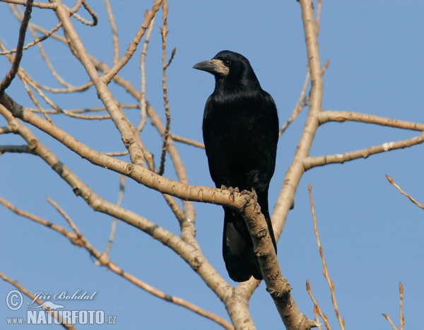 Rook (Corvus frugilegus)