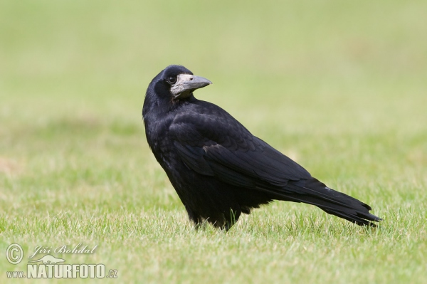 Rook (Corvus frugilegus)